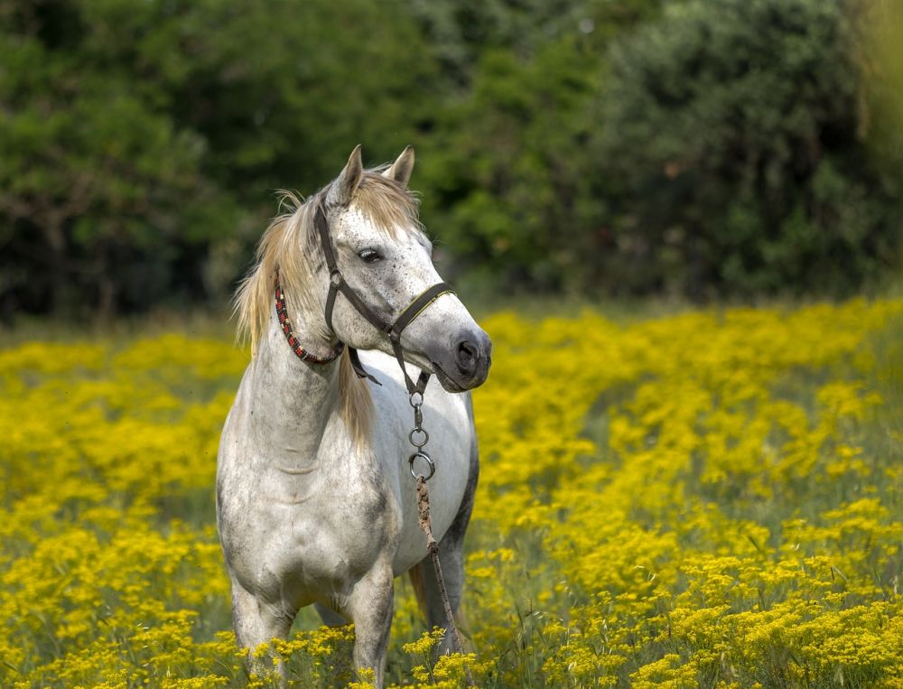 Komplett guide til riktig rideutstyr for hest og rytter